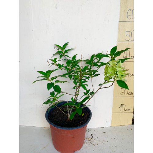 Drvenasta hortenzija